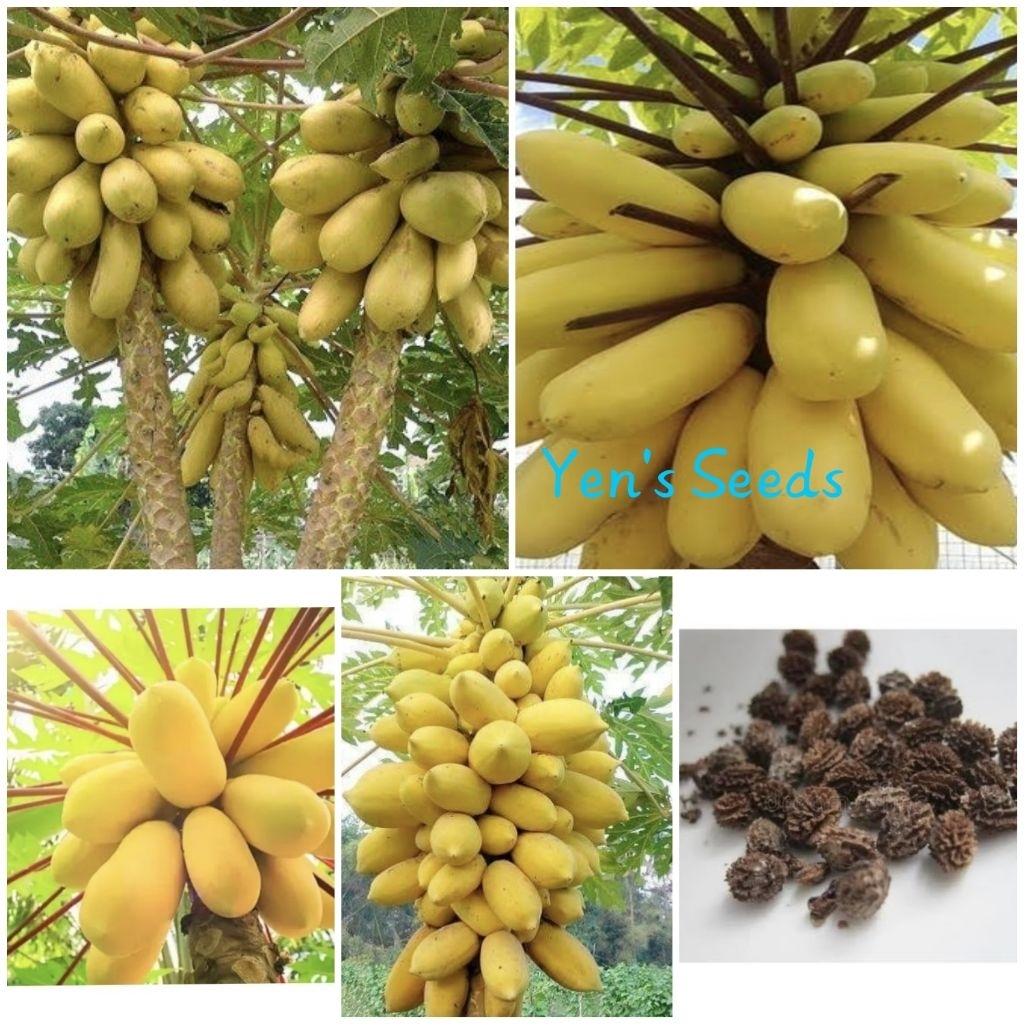 Benih Pepaya Golden/Pepaya Gading ( 5 Butir )