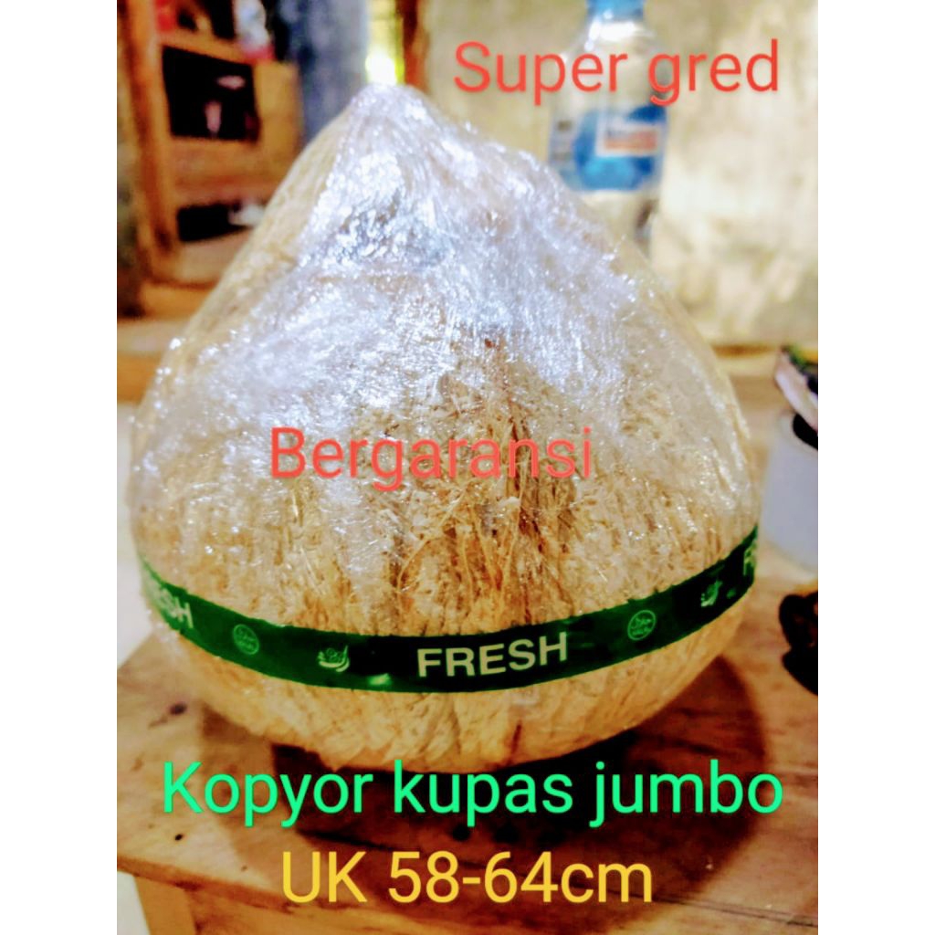 

kopyor fres Pati,uk58-61cm kupas jumbo