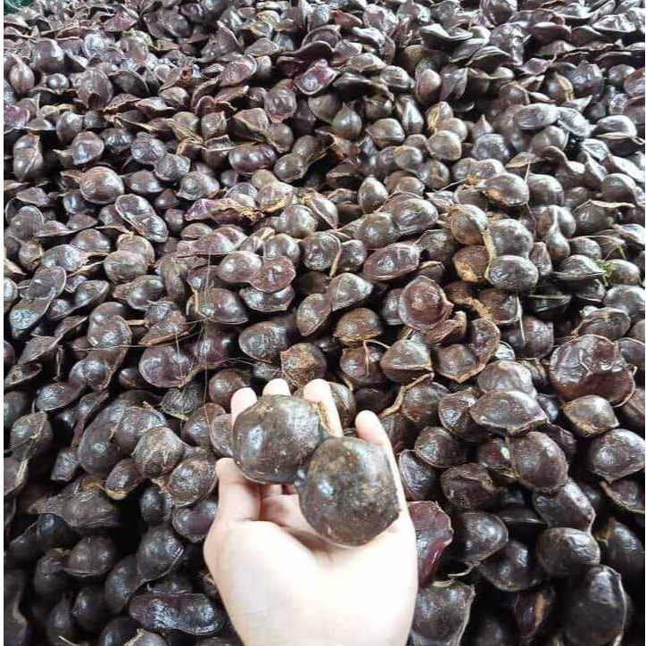 

PROMO buah jengkol tua super dan jumbo ( 1 kg belum di kupas )