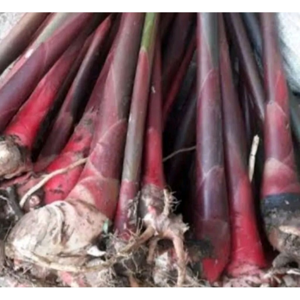 BIBIT KECOMBRANG MERAH