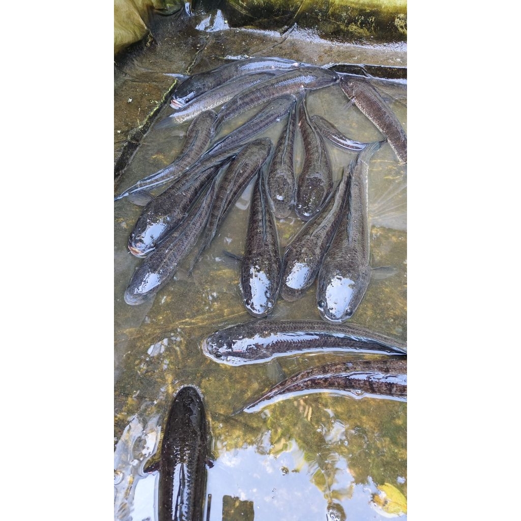 

Ikan Gabus / Iwak Bayong