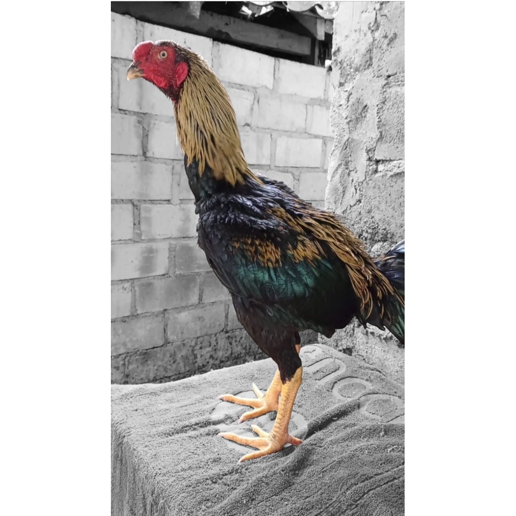 

Telur Tetas (Fertil) Ayam jantan gozila x assel betina bangkok,FREE PACKING