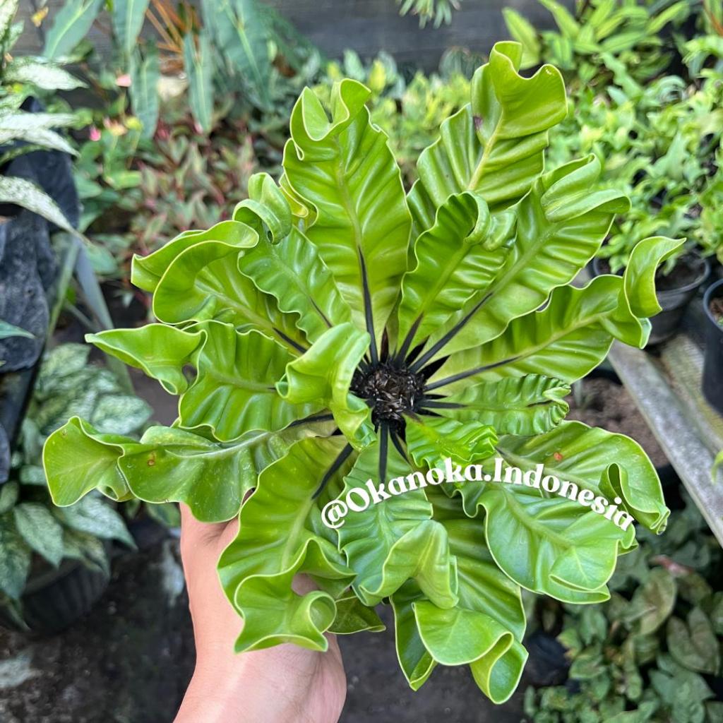 Kadaka Cobra Pakis Tanaman Hias