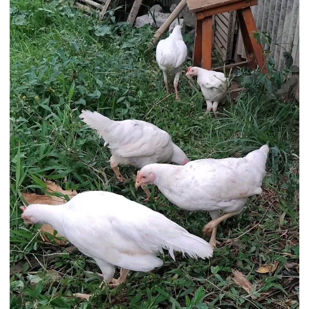 Betina bangkok putih 4bulan lebih