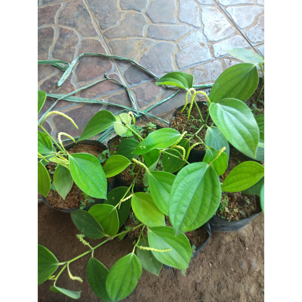 Paket 5 - Bibit Tanaman Lada Perdu / Merica Perdu - Siap Tanam