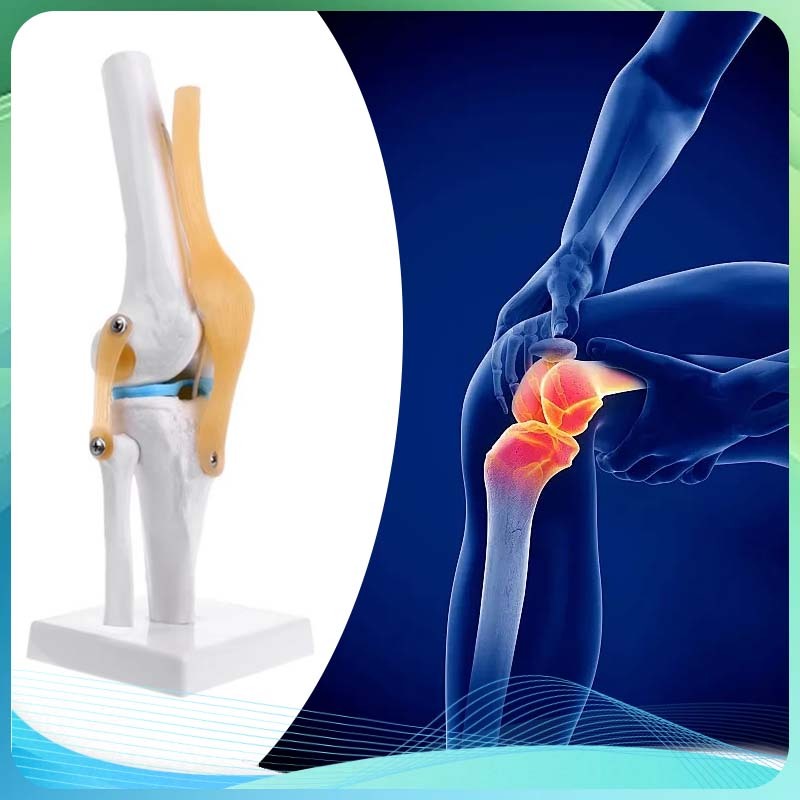 Knee Joint Skeleton Human Model Model Anatomi Sendi Lutut Manusia Anatomi Sendi Lutut Manusia Medica