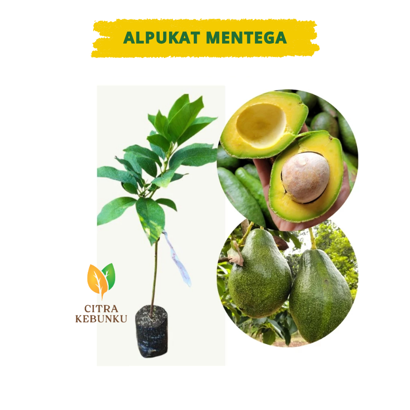 Bibit Alpukat Mentega Jumbo - Bibit Alpukat Mentega Super Hasil Okulasi