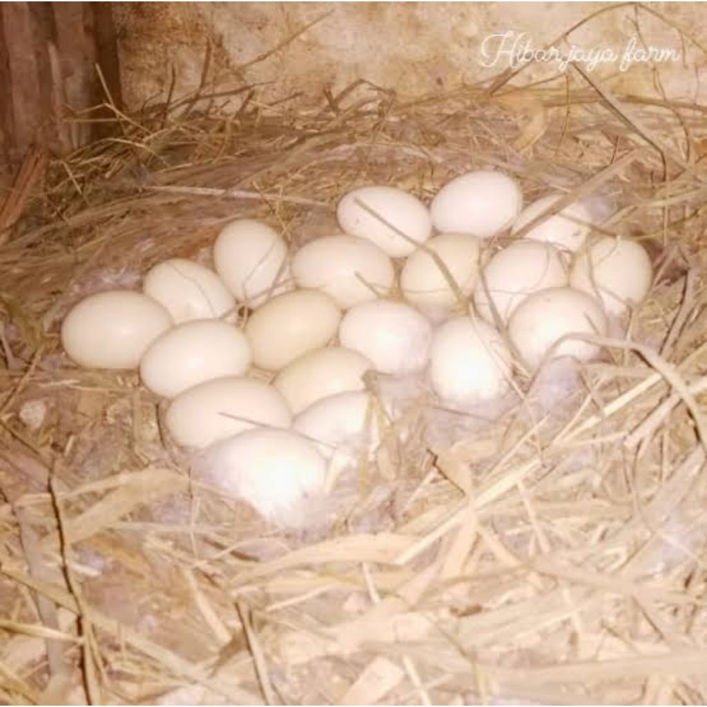 

Telur Tetas entok jumbo fertil untuk ditetaskan