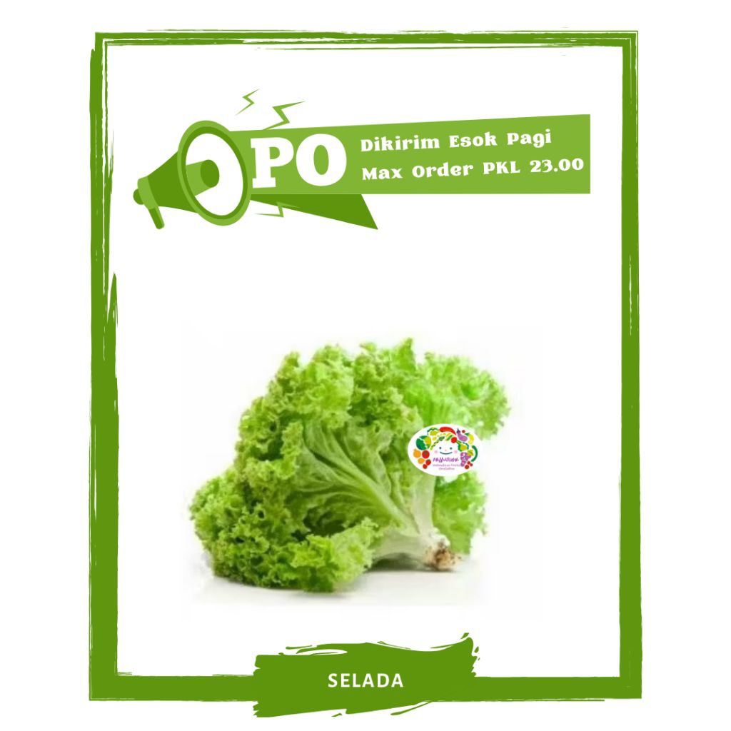 

Selada Keriting / Sayur Sayuran Segar PO Mallahrizwa