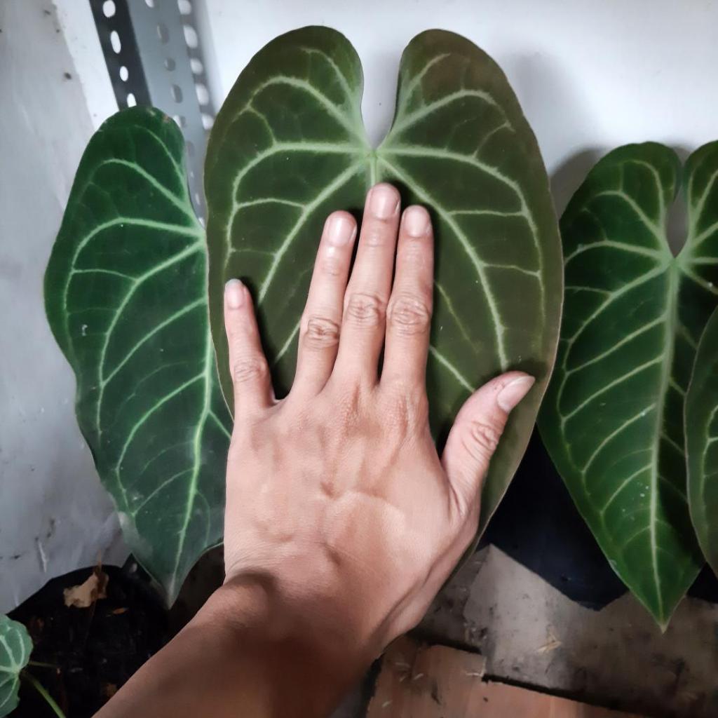 anthurium magnificum kuping gajah norte