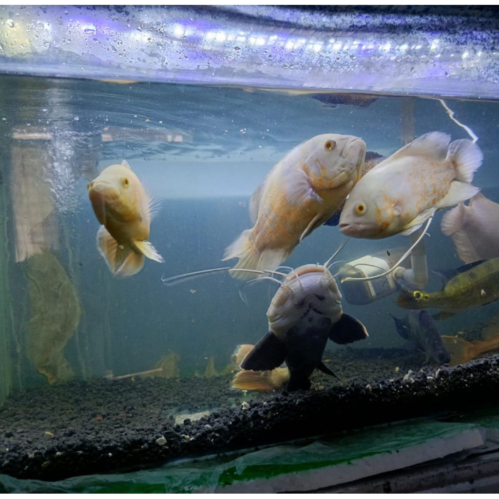 Paket Ikan Hias Oscar lemon tembaga gurame padang Jumbo