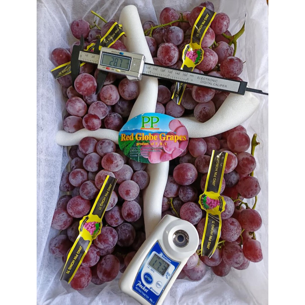 

Anggur Red Globe China Pampas /kg