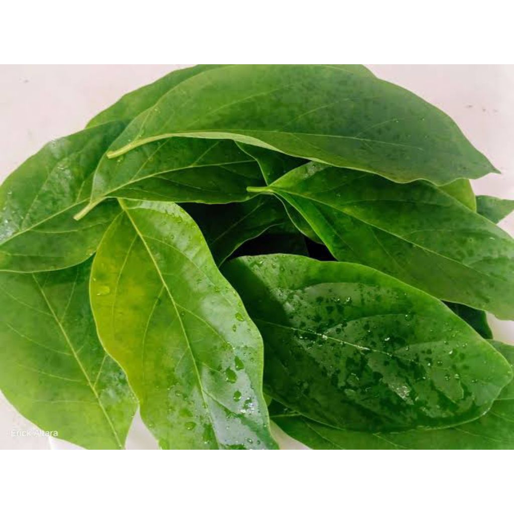 

daun alpukat fresh segar kualitas terjamin harga TERMURAH 500 gram