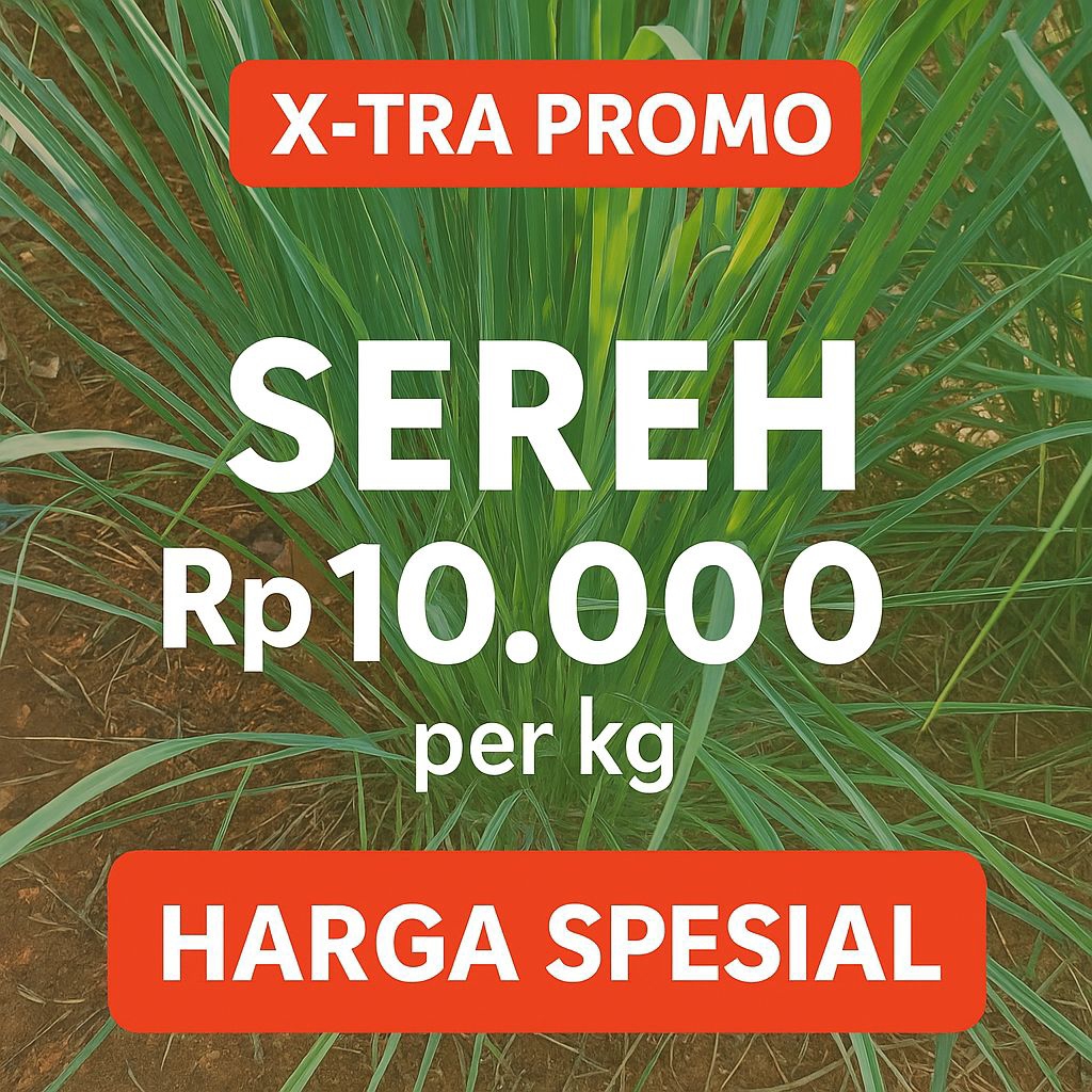 

Sereh Segar Asli | Sereh Wangi Fresh Harga Murah 1kg - Cocok Untuk Masakan & Herbal