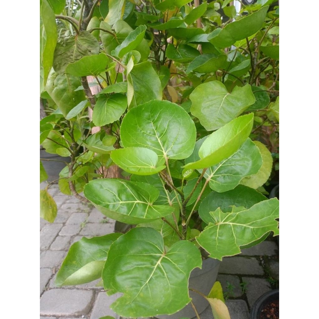 

herbal alami daun mangkokan segar berat 500 gram