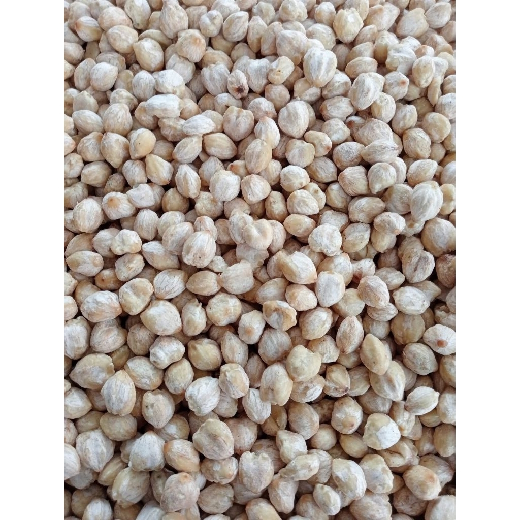 

Kemiri Bulat Murah COD 1kg