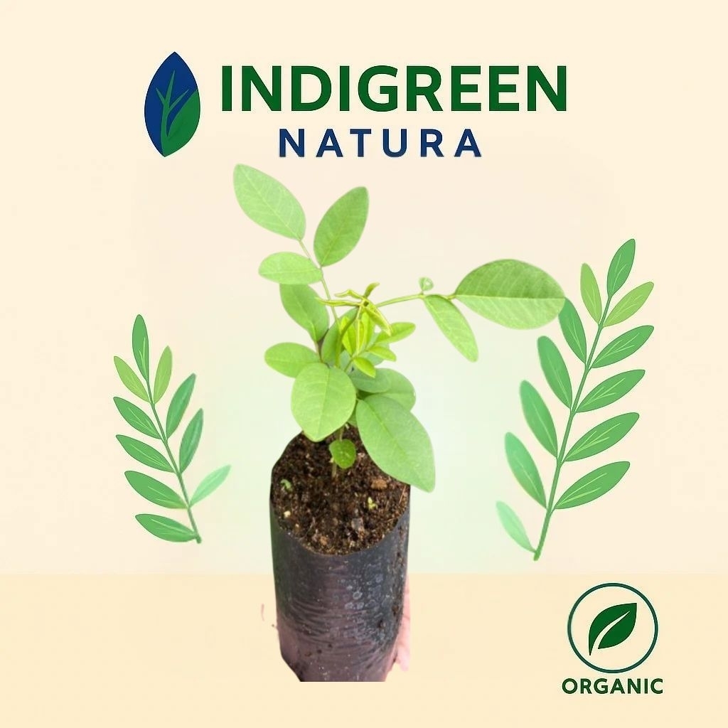 IndiTree Bibit Indigofera Bibit Pohon Indigofera Bibit Tanaman Indigofera Siap Tanam