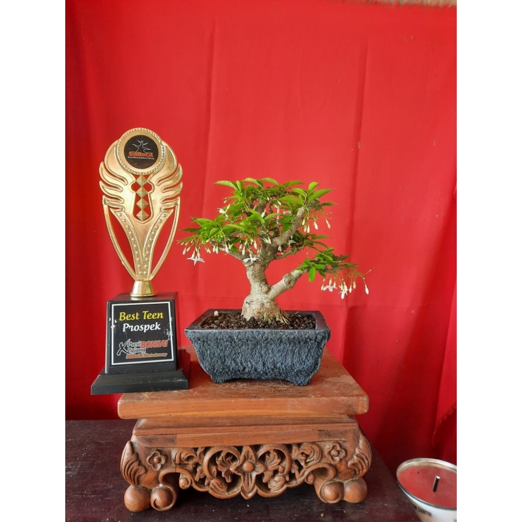 bonsai anput mame