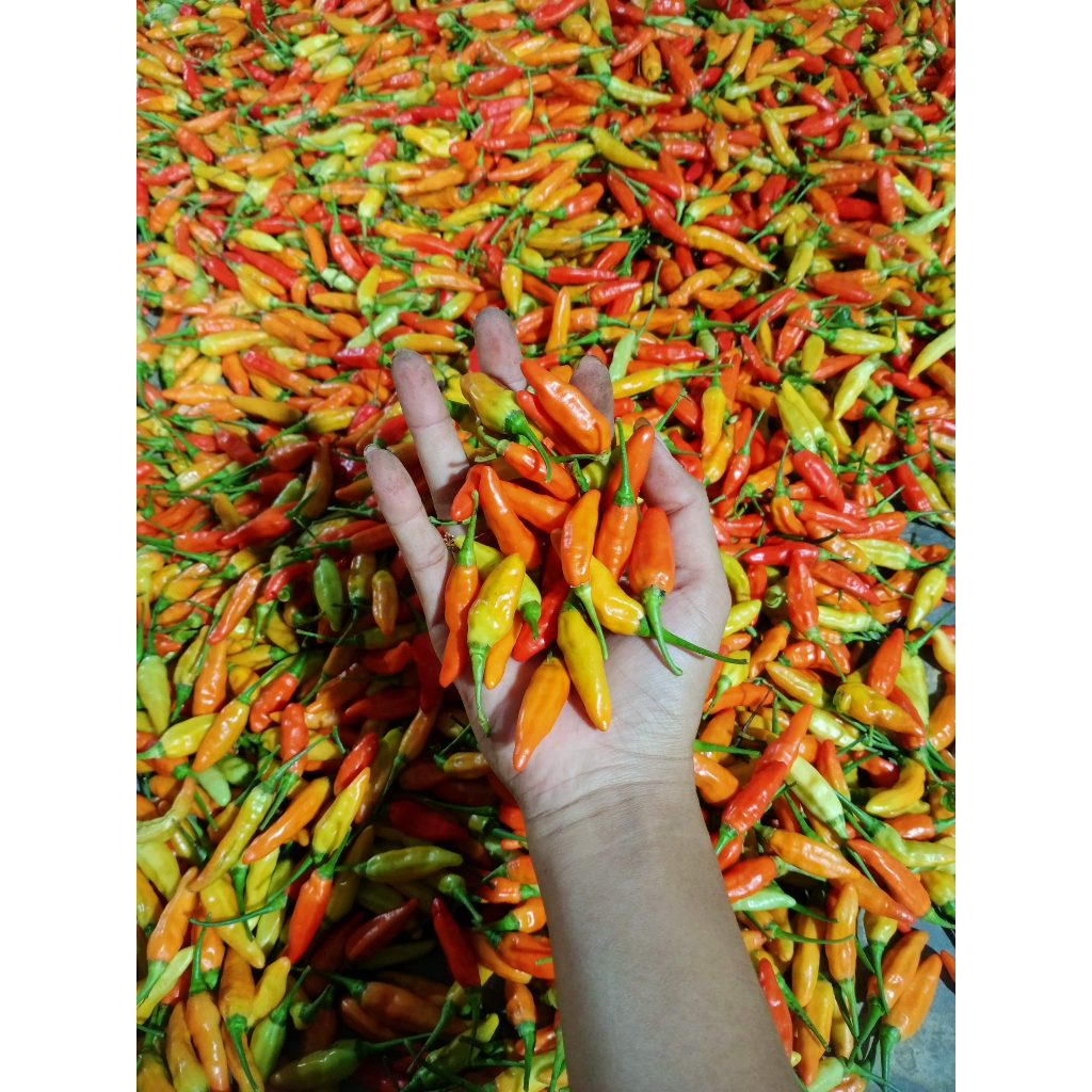 

Cabai Rawit ORI 212 fresh murah
