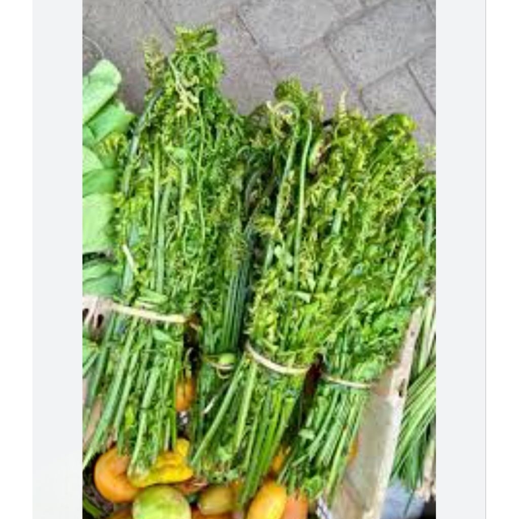 

Daun Pakis Segar/Daun Pakis 1 Ikat