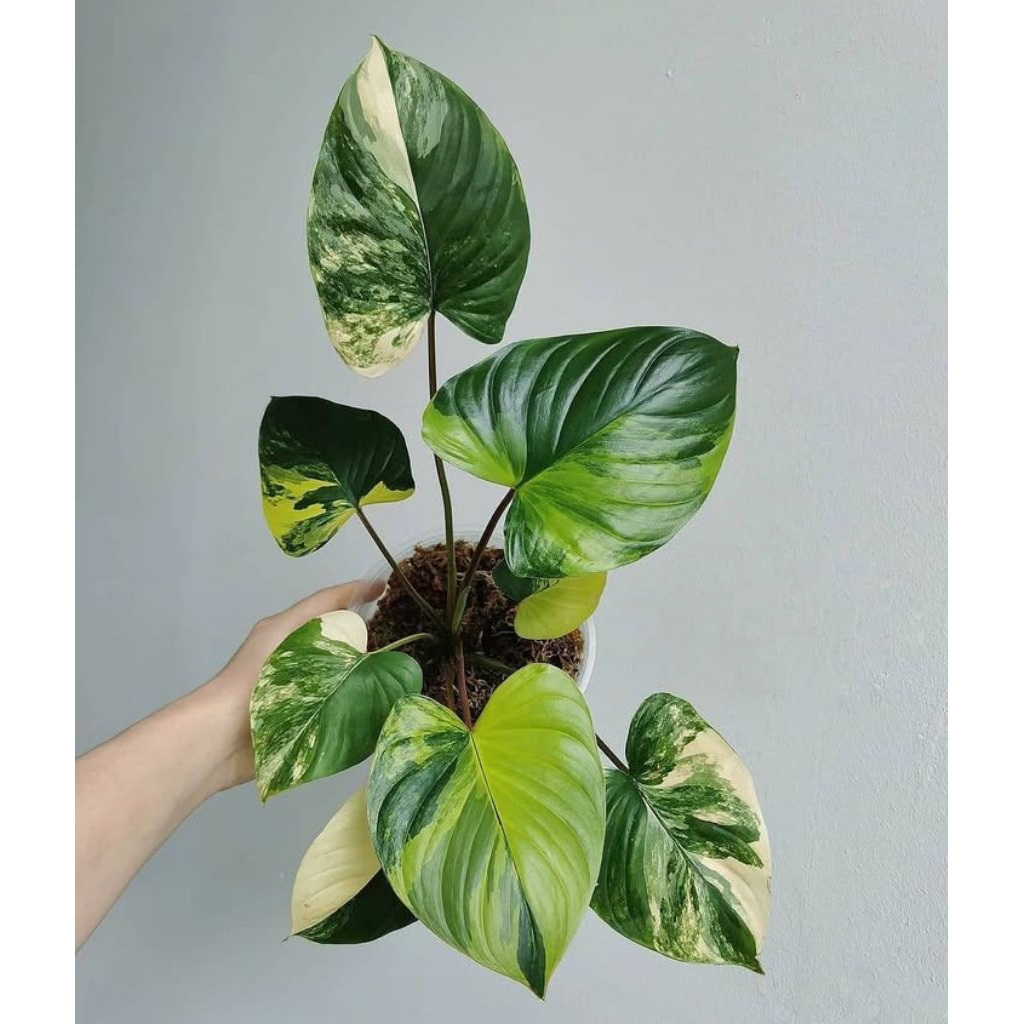 Tanaman hias monstera varigata bonggol/bibit