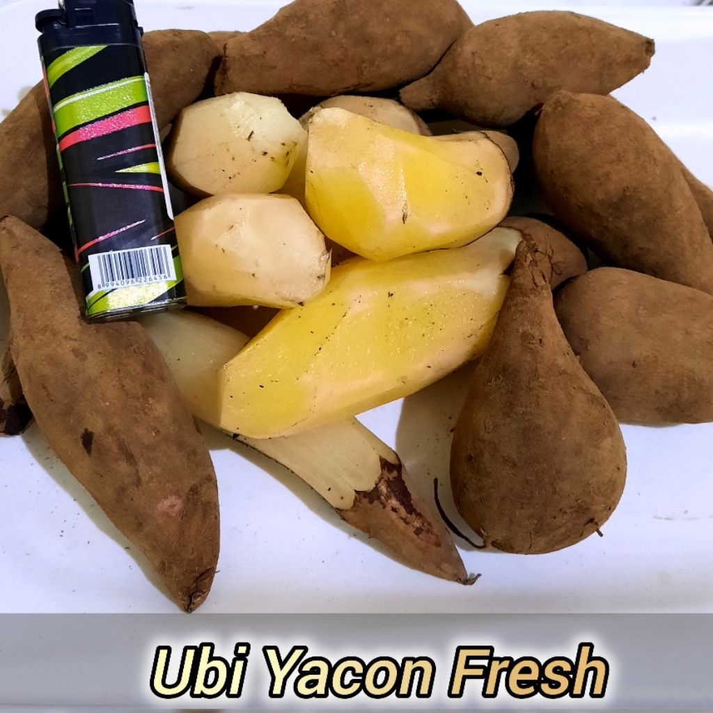 

ubi yacon fresh kecil manis isi 8-10 , kemasan 500 gram/setengah kg