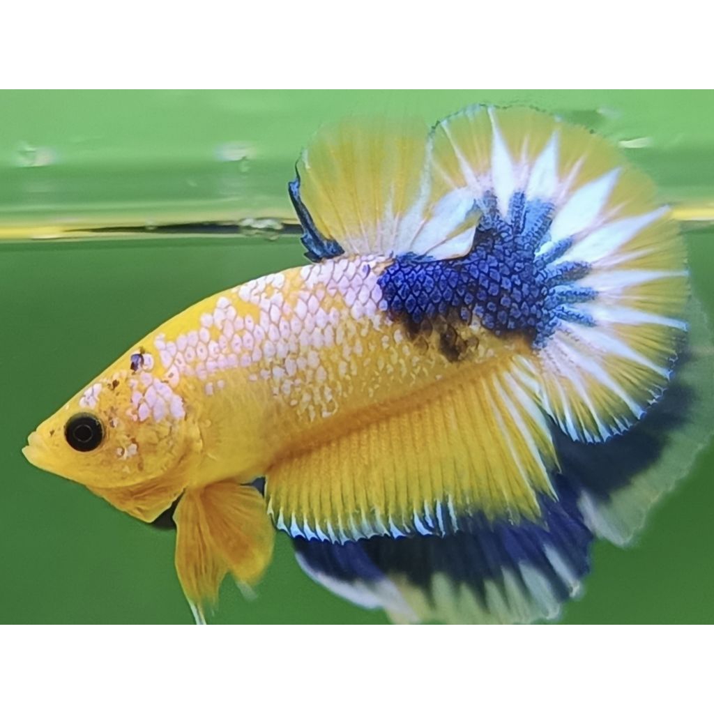 PROMO... BLIZT ICHT BLUE 100ML [OBAT CUPANG YELLOW FANCY - YELLOW FCCP] BISA COD