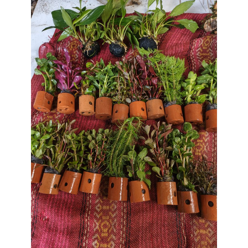 tanaman aquascape paket hemat mix 10 pot 10 jenis tanaman aquascape hiasan aquarium