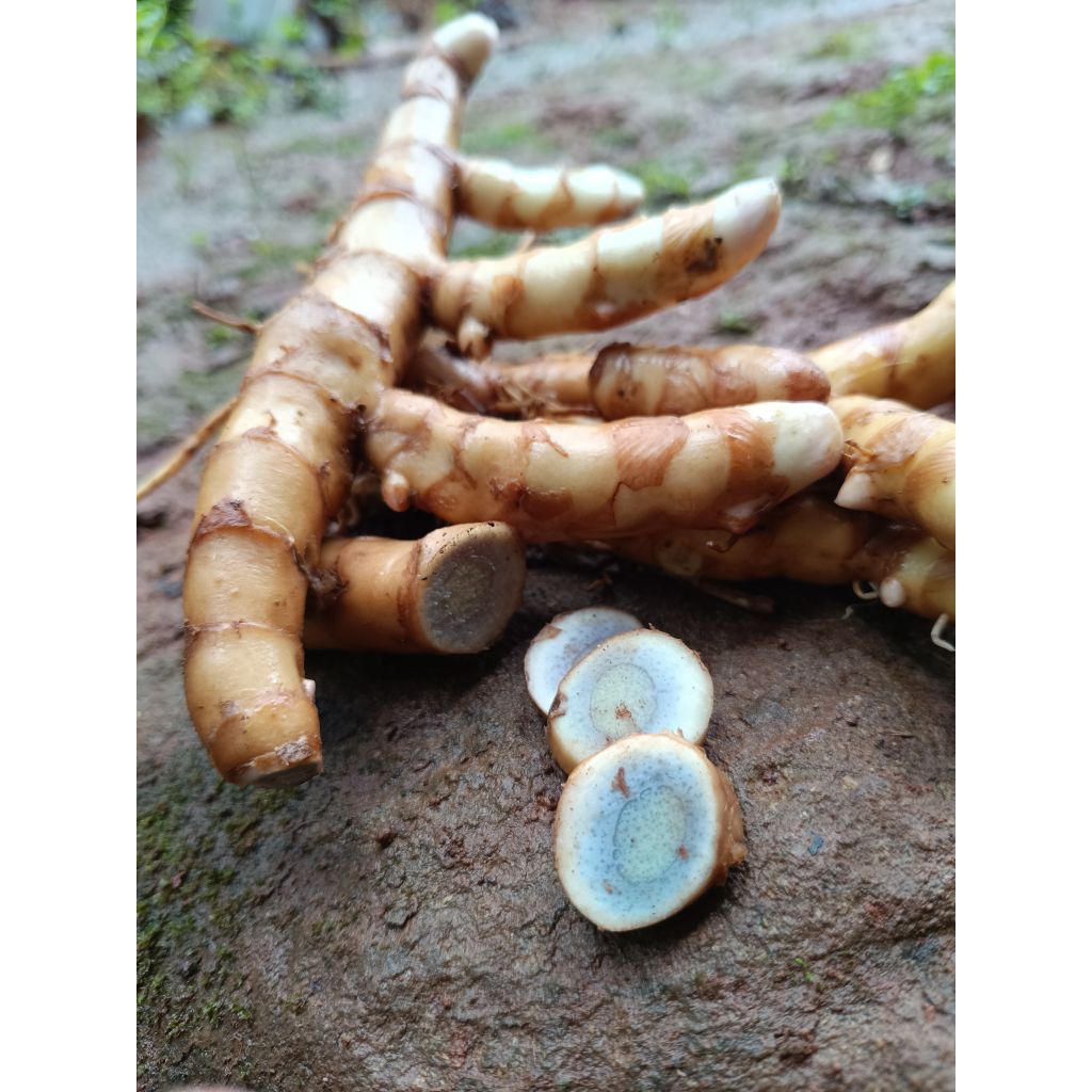 

kunyit hitam/temu hitam herbal segar 1kg