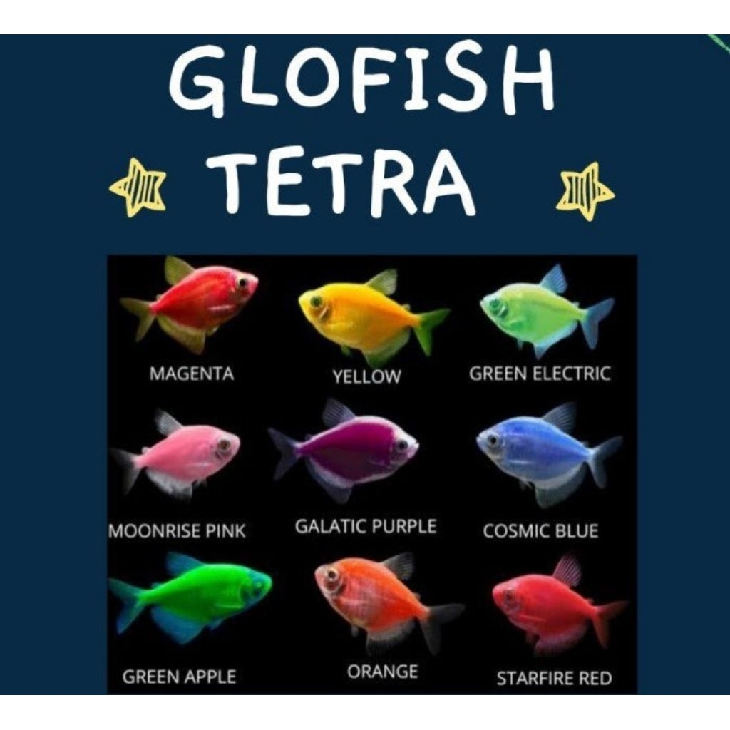 GLOFISH TETRA PAKET 30EKOR