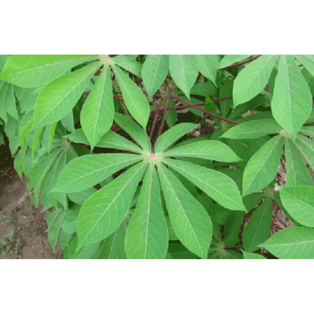 

Daun singkong muda/sayur 250 gram