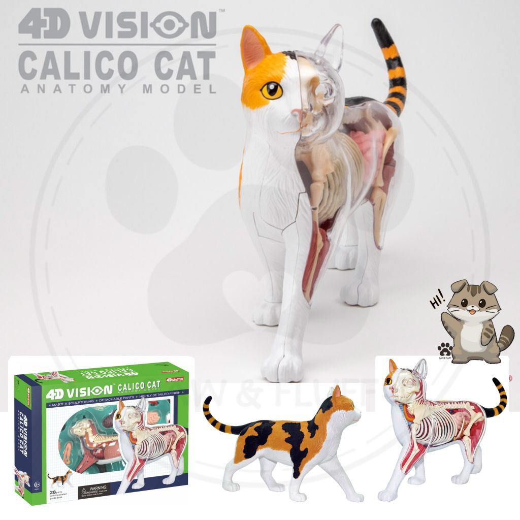 4D Vision Cat Anatomy Model Anatomi Organ Tubuh Kucing