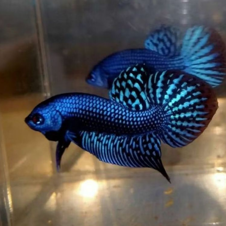 WILD BETTA ALIEN BLUE