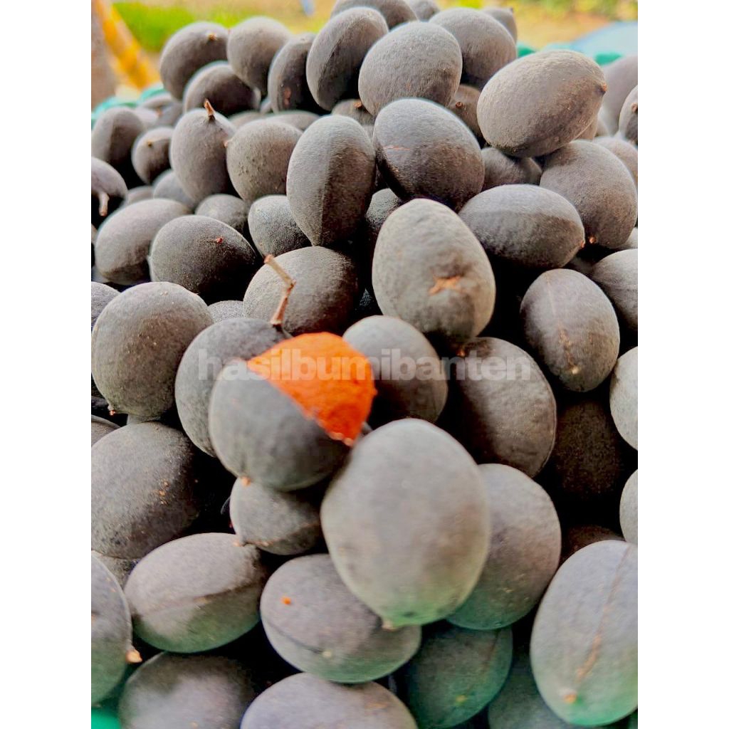 

ASAM MANIS KERANJI 125gr FRESH