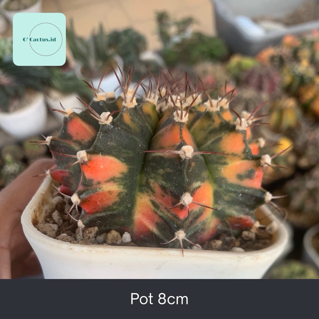 Gymnocalycium Mihanovichi LB Hybrid Varigata ( Gymno Miha LB Kaktus )