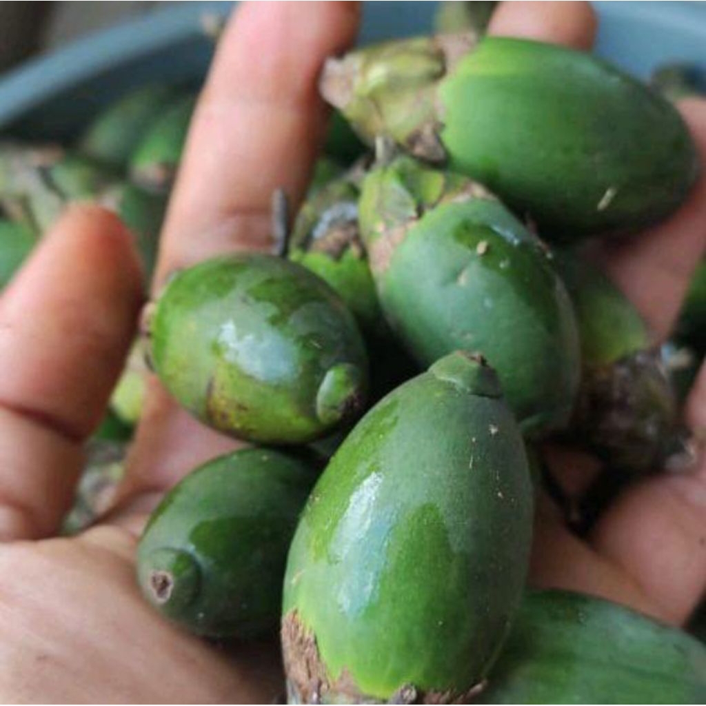 

BUAH PINANG MUDA FRESH 1KG BUAH JAME BUAH JEBUG DI AMBIL KETIKA ADA ORDERAN