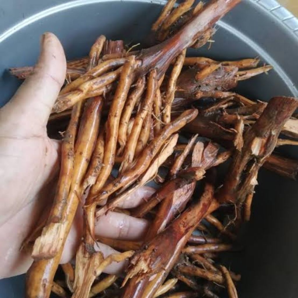 

akar pinang segar herbal asli Indonesia berat 1 kg