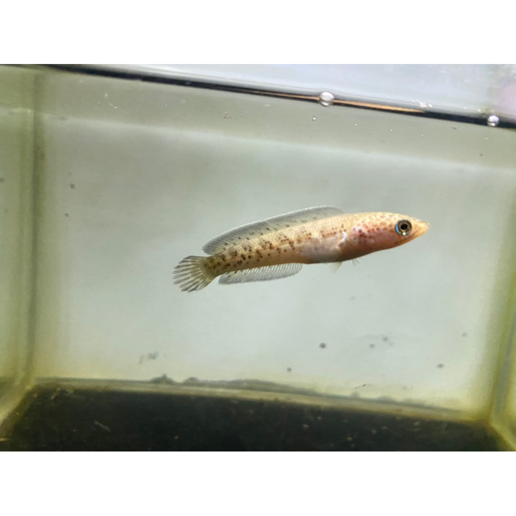 Channa Auranti CB Cina size 4-5cm