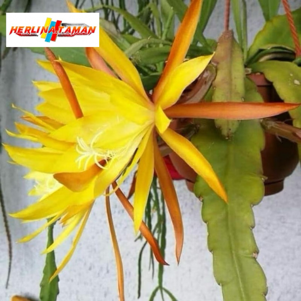 COD Tanaman hias Wijaya Kusuma bunga kuning besar / Wijaya Kusuma bunga