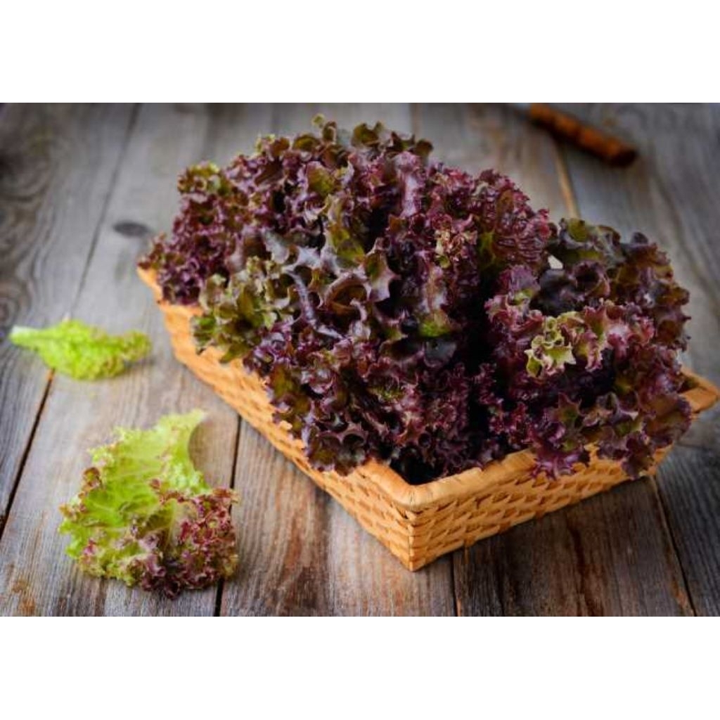 

Lolorosa Selada Merah 1kg