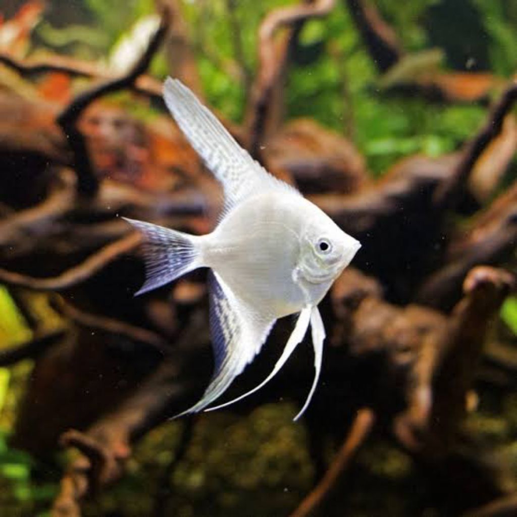 Manfish platinum ikan aquascape