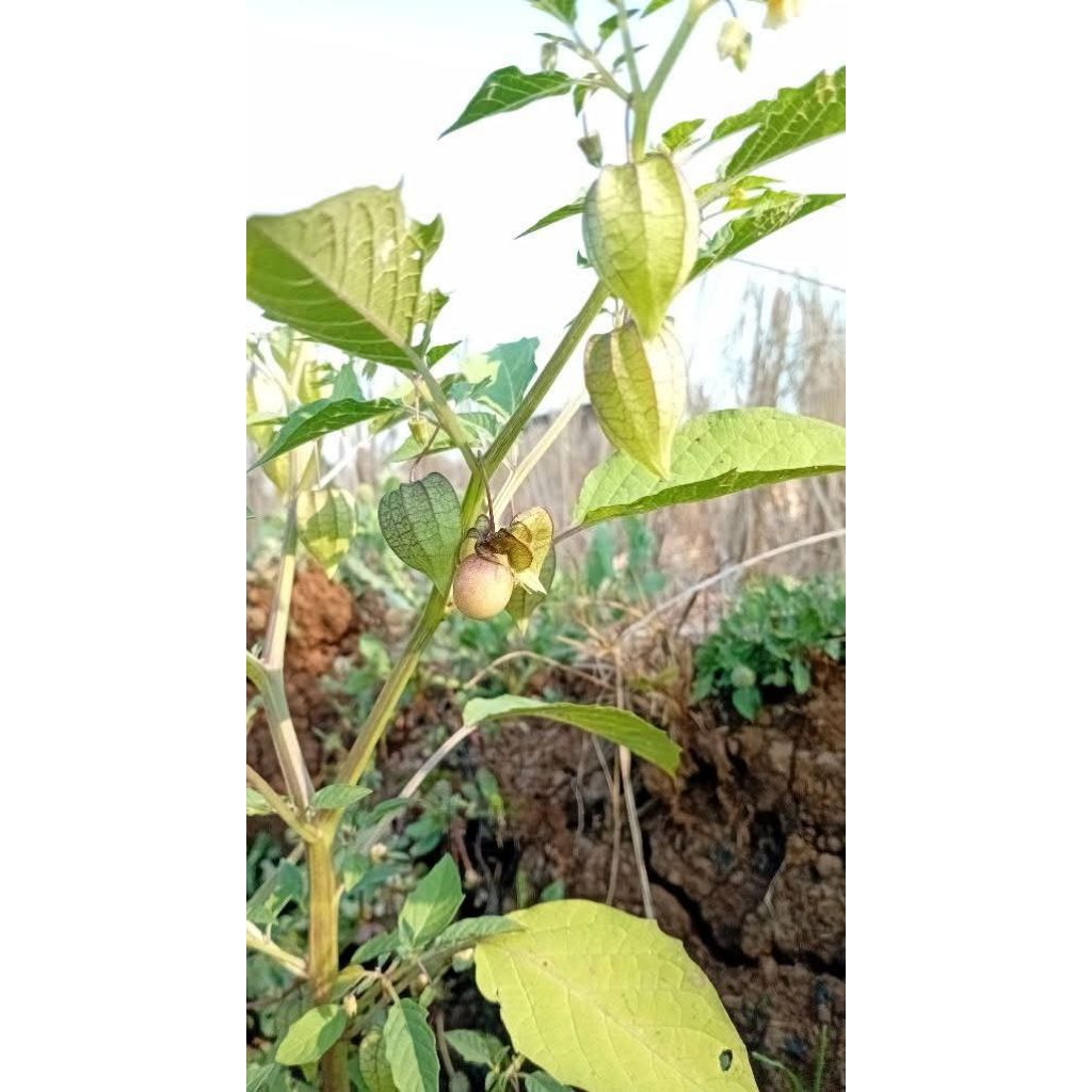 

Daun Ciplukan 200 gram