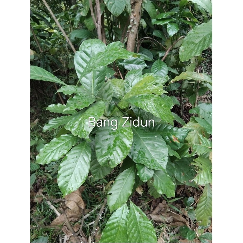 

Daun kopi fresh segar 50lembar gratis 10lembarPaling Top sedunia