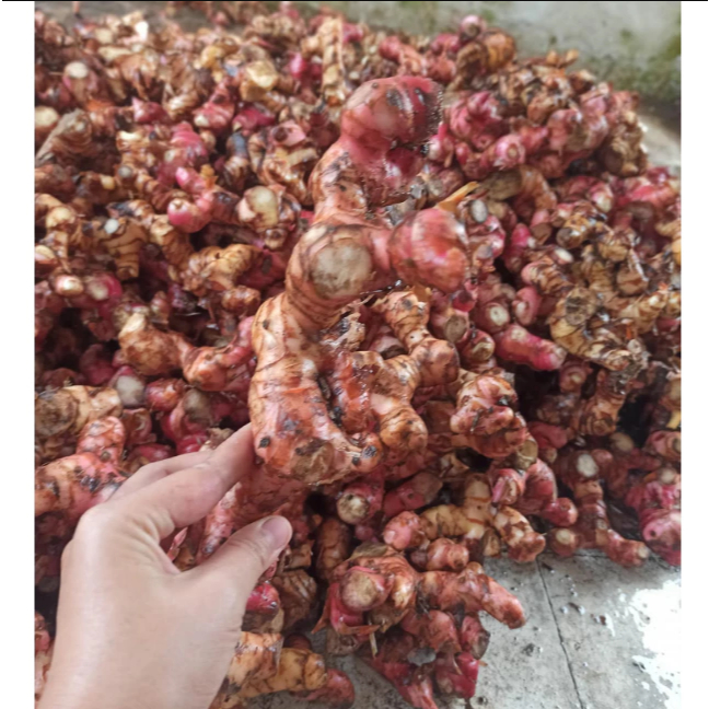 

1 kg Lengkuas Merah / 500 gram Laos ( LAJA ) Merah Segar