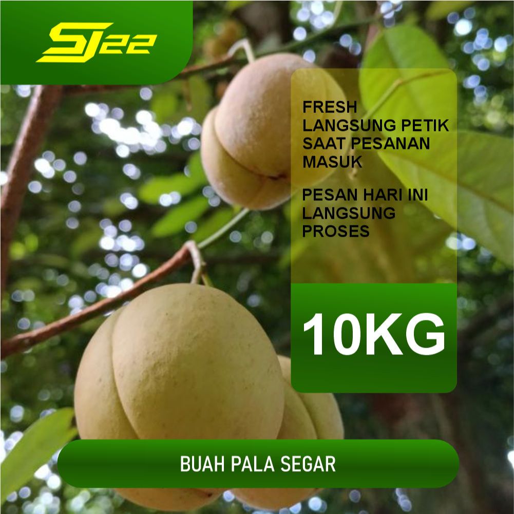 

BUAH PALA MUDA SEGAR PAKET CARGO 10KG REMPAH SEGAR