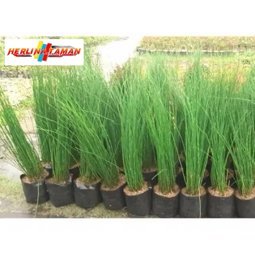 tanaman hias Bambu Air ready stok tanaman hias air Bambu air tanaman hias bambu air