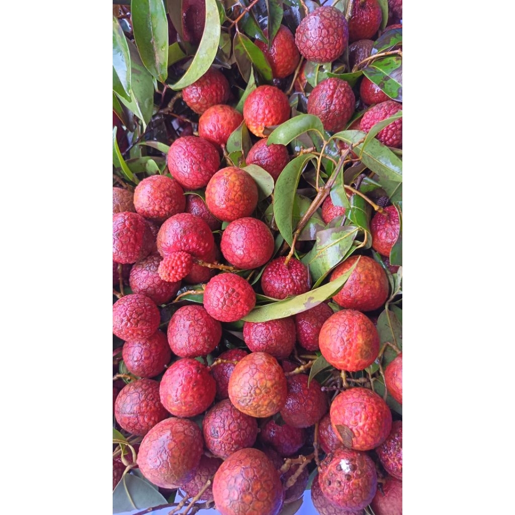 

Buah Leci merah madu 1kg