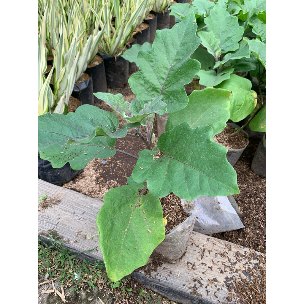 

Terong ungu tanaman sayur