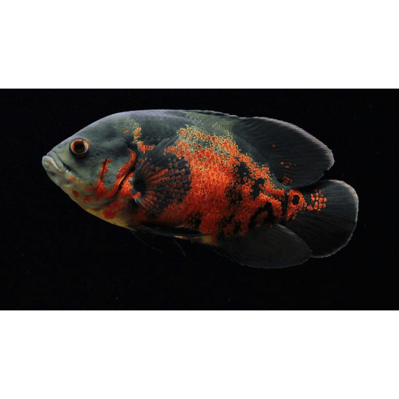 Oscar batik / Tiger Size 12-13 cm (3 - 4 jari) lumayan jumbo