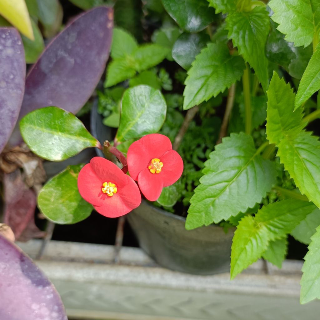 euphorbia geroldii pesanan kak lana